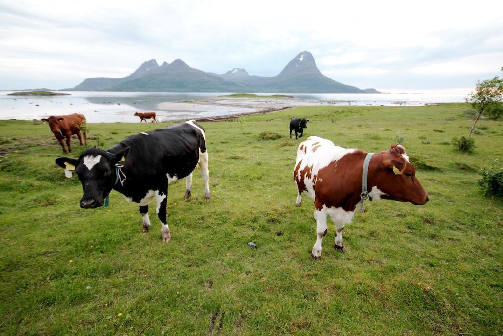 Topcamp Havblikk - Helgeland Nesna Eksteriør billede